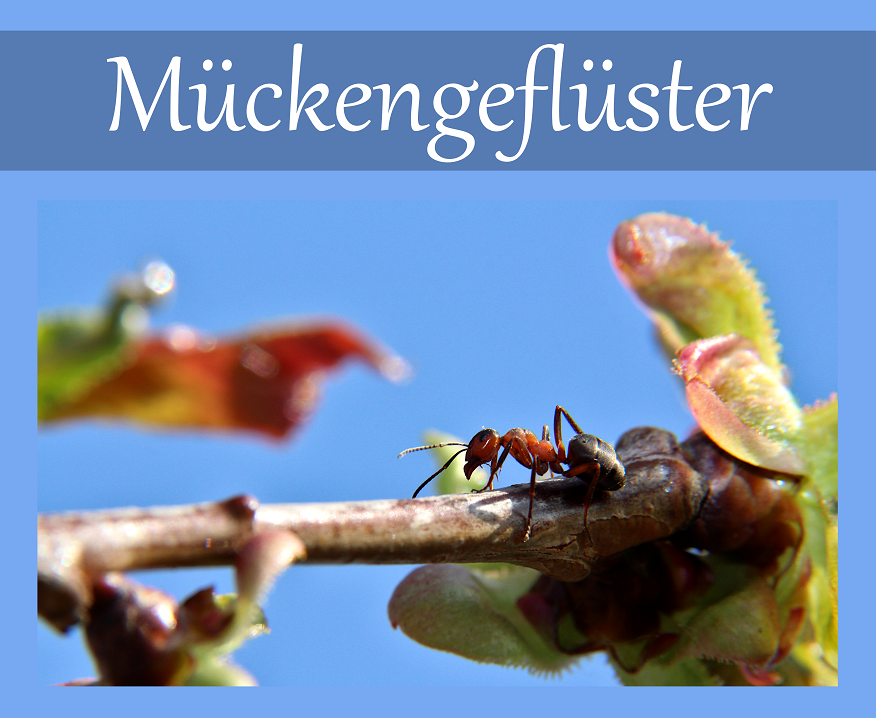 Mückengeflüster